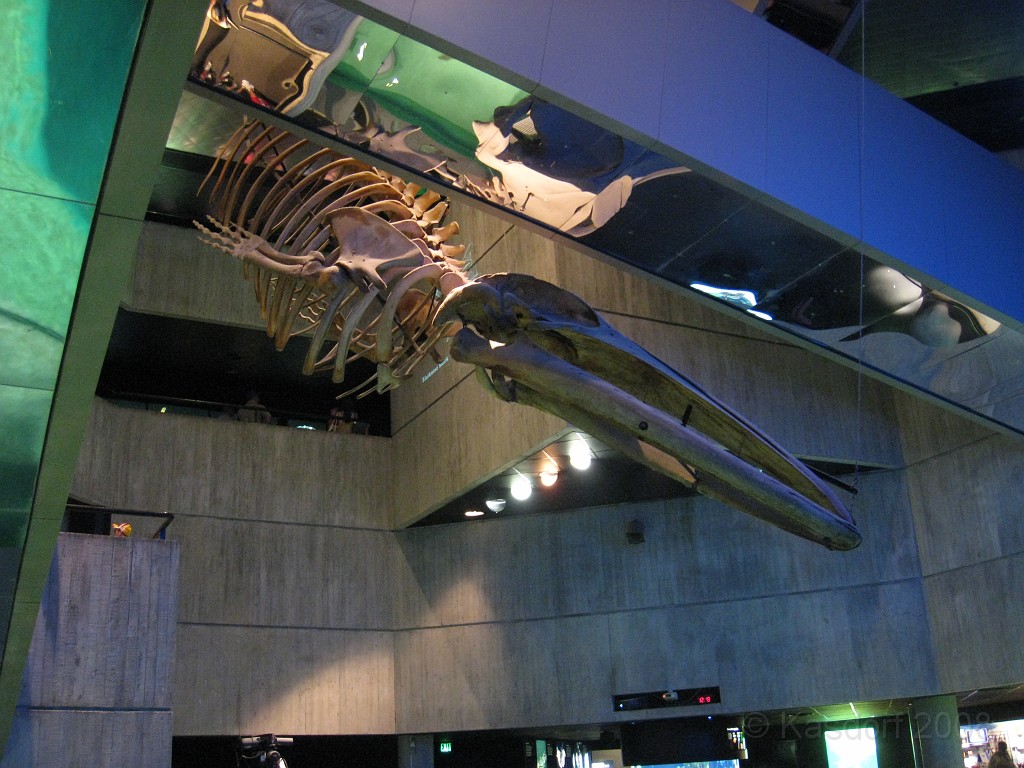 Baltimore MD 2009 0850.jpg - A 4th of July trip to Washington DC in 2009 included a stop in Baltimore MD to see the National Aquarium.